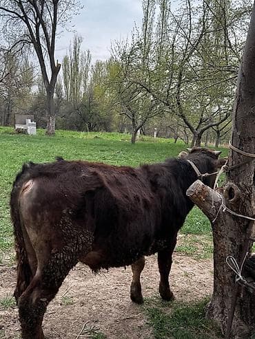 Продаю | Бык (самец) | На откорм | Привязанные at lalafo.kg Продаю | Бык (самец) | На откорм | Привязанные