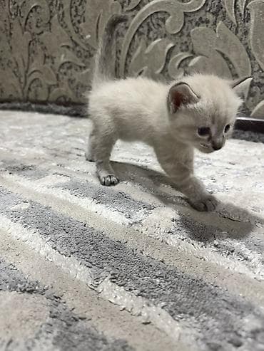 scottish fold: Котята, домашнее выращивание. - Окрас: два короткошёрстных тигровых — 3