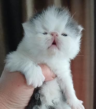 бенгалы котята: Персидский котёнок. Эксклюзив ! Шикарная персидская кошечка в — 4