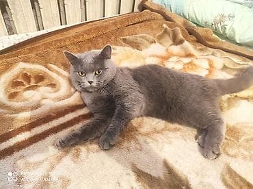 мышык кошка: Британский короткошёрстный кот, окрас голубой (пепельно‑серый) — 2
