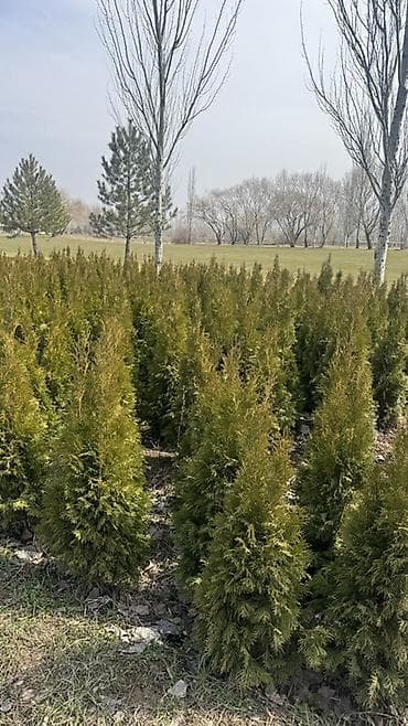 садовые гномы: Туи из Польши (разные формы) для ландшафтного озеленения Сорт — 4