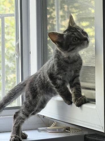d cat: Кошка даром: Беспородная, 3 месяца, Мальчик, Проглистована — 4