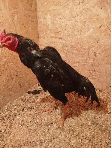 куры токмок: Сатам | Тооктор — 4