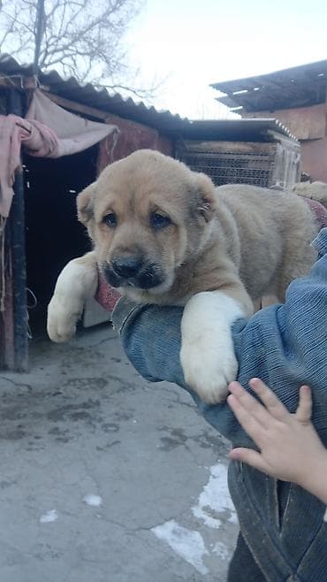Услуги ветеринара: Щенки Алабай Две большие по 8000 остальные по 6000?рас: палевый с — 3