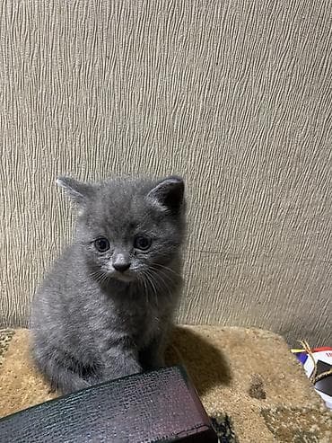 котята скоттиш фолд: Шотландские котята (вислоухие/страйт), покровки - метисы . 1,5 месяца — 3