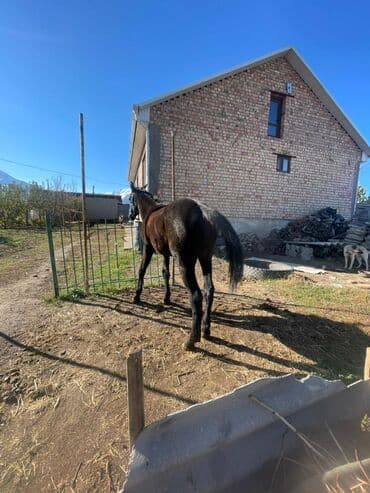 домик для кошки на улицу: Продаю | Жеребенок | Рабочий — 7