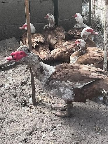 пл: Домашняя птица: гуси и индоутки (мускусные утки) - Породы/вид: белые — 2