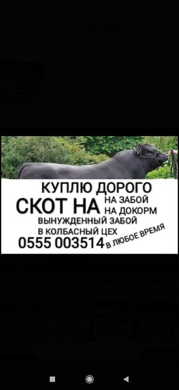Куплю | Коровы, быки, Лошади, кони, Другие с/х животные | Круглосуточно, Любое состояние, Забитый at lalafo.kg Куплю | Коровы, быки, Лошади, кони, Другие с/х животные | Круглосуточно, Любое состояние, Забитый