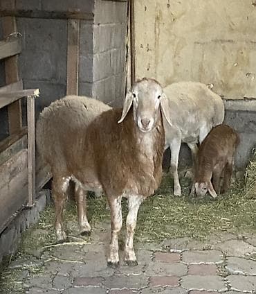 Кемирүүчүлөр: Сатам | Ургаачы кой (ургаачы) | Союуга | Ургаачы — 2