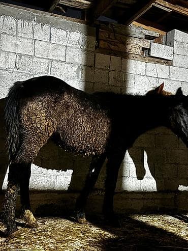 Зоотовары: Продаю | Жеребец | Полукровка | Для разведения — 2