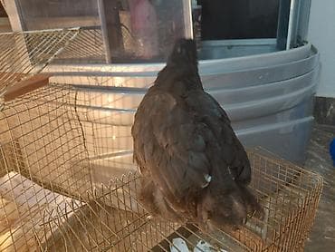 Үй жаныбарлары үчүн товарлар: Сатам | Тооктор | Көбөйтүү үчүн — 2