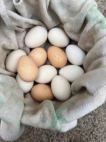 афгон козон нархи: Продаю яйца бойцовых курей Дакан - 12 шт — 2