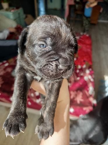 английский бультерьер: Щенок (Кане Корсо), окрас темный тигровый. Крупная голова, мощные — 1