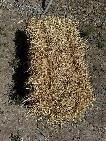 куры марьям бишкек: Беде сатылат
Клевер продается 3 кос — 2