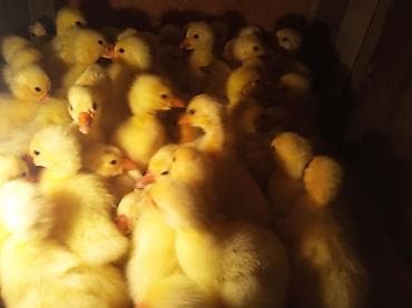 купить собаку доберман в бишкеке: Продаю суточных гусят. адрес г.шопоков — 1