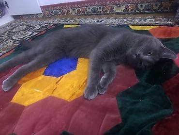 уличный домик для кошки: Жибек жолу 462 Британская короткошёрстная кошка, окрас сплошной серый — 6