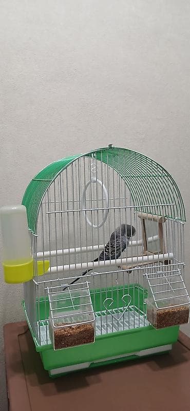 приют для животных бишкек: Клетка для мелких и средних декоративных птиц (волнистые попугаи — 2