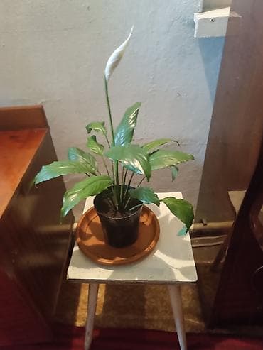 спатифиллум гигант: Спатифиллум (Spathiphyllum) в горшке - Домашнее тропическое растение — 5