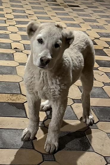 Собаки: Щенок, светло-кремовый/белый окрас, короткий хвостик. Плотная шерсть — 1