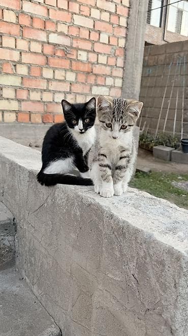 Беспородная, 2 месяца, Девочка, Приучена к лотку