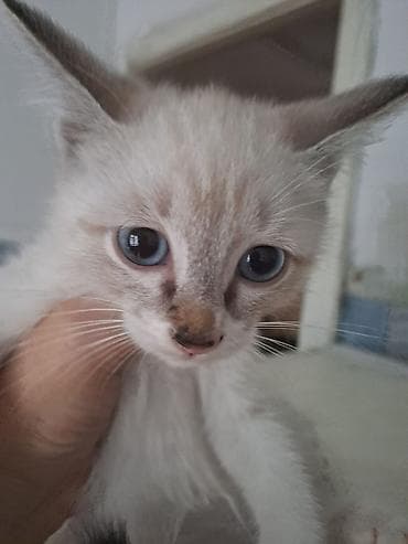 бенгалская кошка даром: 3 месяца, Мальчик, Приучена к лотку — 4