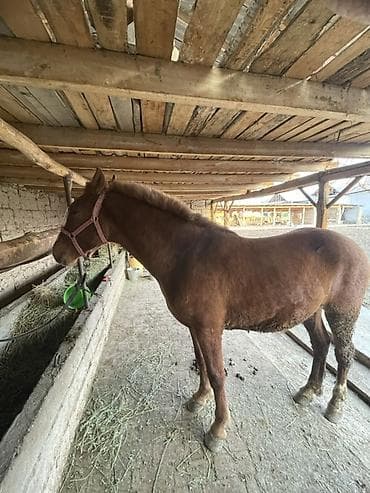 сабиз сатам: Сатам | Бээ (ургаачы) | Көбөйтүү үчүн — 3