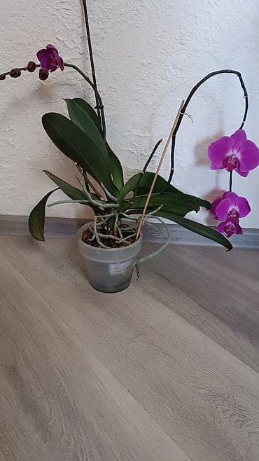 Продам сортовую голландскую орхидею Босфор, полностью адаптированная