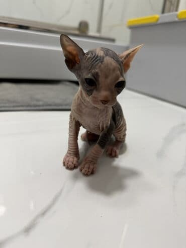 Линолеум: Котёнок породы сфинкс (тип: бесшёрстный). Окрас: двухцветный, с — 1