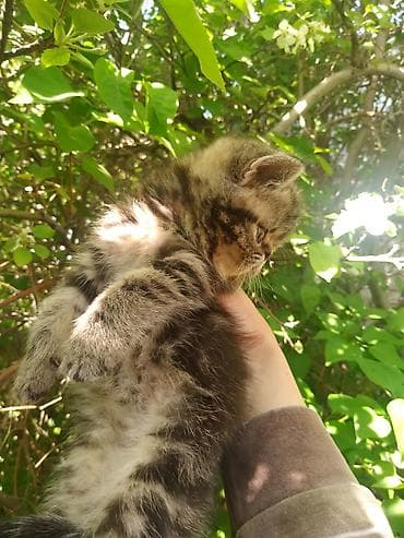 Продажа кошек: Котята скоттиш страйт, 2 девочки, к лотку приучены, едят все, 2 — 4