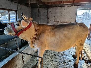 козулу кой: Продаю | Корова (самка) | Для молока | Привязанные — 4