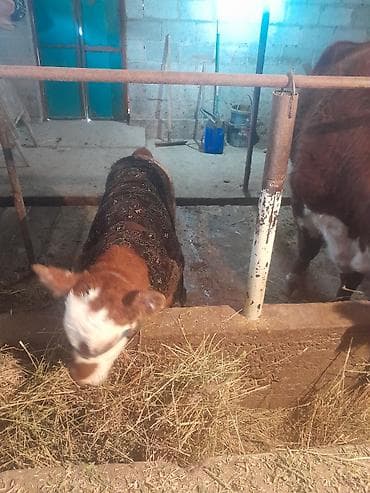 кролик калифорния: Продаю | Корова (самка) | Полукровка | Для разведения | После отела — 7