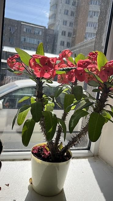 Молочаи: Молочай Милла (Euphorbia milii) в горшке - Компактный куст с — 3