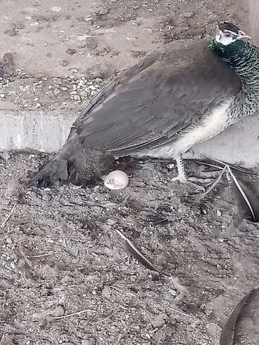 Услуги ветеринара: Продам павлинов — 6