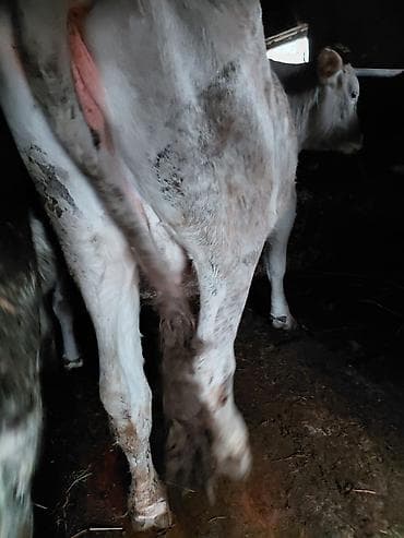 эркек ит ош: Сатам | Кунаажын | Бордоп семиртүү үчүн | Байланган — 4