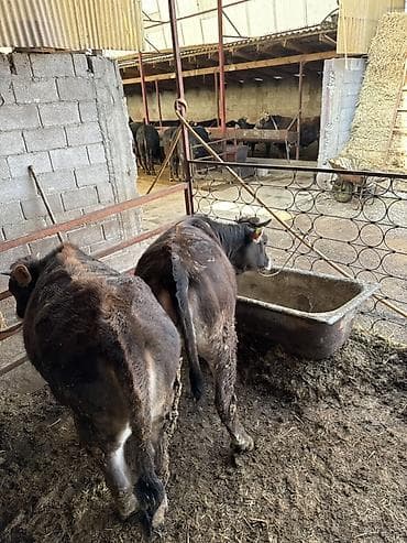 Индюки: Продаю | Бык (самец) | На откорм | Племенные — 2