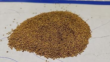 Корма для с/х животных: Срочно беде урук сатам 290 с. 5 тонна бар. Состав: 100% семена — 1