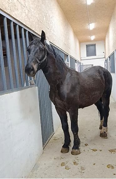 Продаю | Жеребец | Рабочий at lalafo.kg Продаю | Жеребец | Рабочий