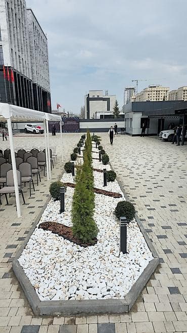 пересадка елки: Ели/хвойные деревья с комом земли для пересадки - Породы: ель (в т — 9