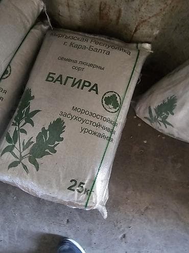 рисовый отрубь: Семена люцерна,очищенный,магниченый,8летка Оптом и в розницу — 2