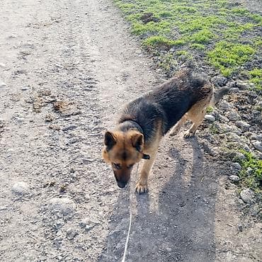 цены на собак: Немецкая овчарка, кобель. Крупный, крепкий костяк, правильные уши и — 4