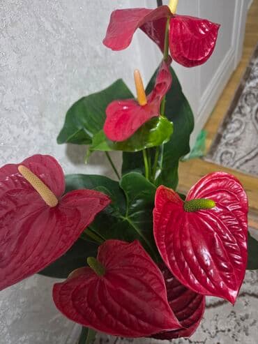 долларовый цветок: Антуриум (Anthurium andreanum) в декоративном горшке - Сорт с — 10