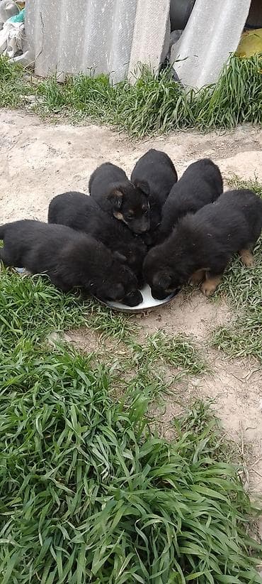 умная собака: Щенки от овчарки - Порода: немецкая овчарка (мать на фото). - Щенки — 3