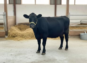 певчие птицы: Продаю | Корова (самка) | Для молока | Привязанные — 1