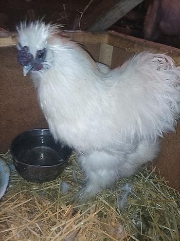 Сатам | Тооктор | Союуга, Көбөйтүү үчүн — 6