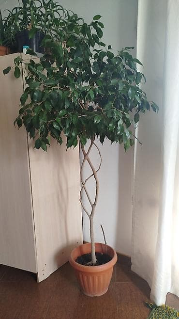 гүл койгуч: Комнатные растения,фикусыалоэ — 1