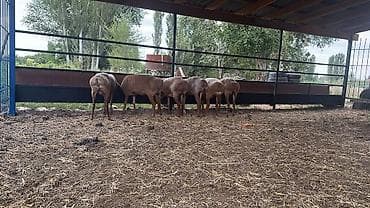 жаныбарлар: Эки тиш токтулар сатылат — 2