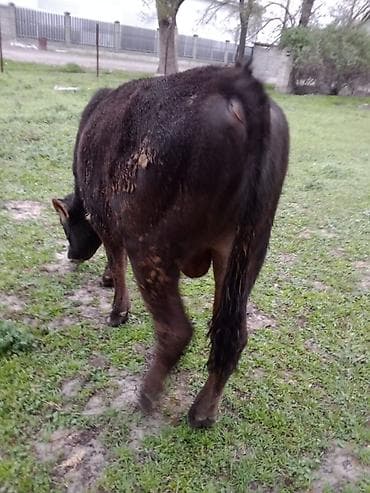 Продаю | Бык (самец) | На откорм