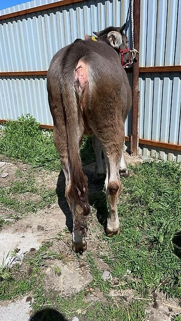 матки пчел: Продаю | Тёлка | На откорм | Отела не было — 8