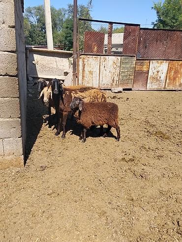 пидбуль щенок в оше эркек: Продаю | Овца (самка), Ягненок, Баран (самец) — 4