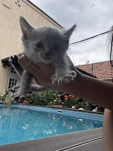 scottish fold: Беспородная, 1 месяц, Мальчик, Серый, Приучена к лотку — 4